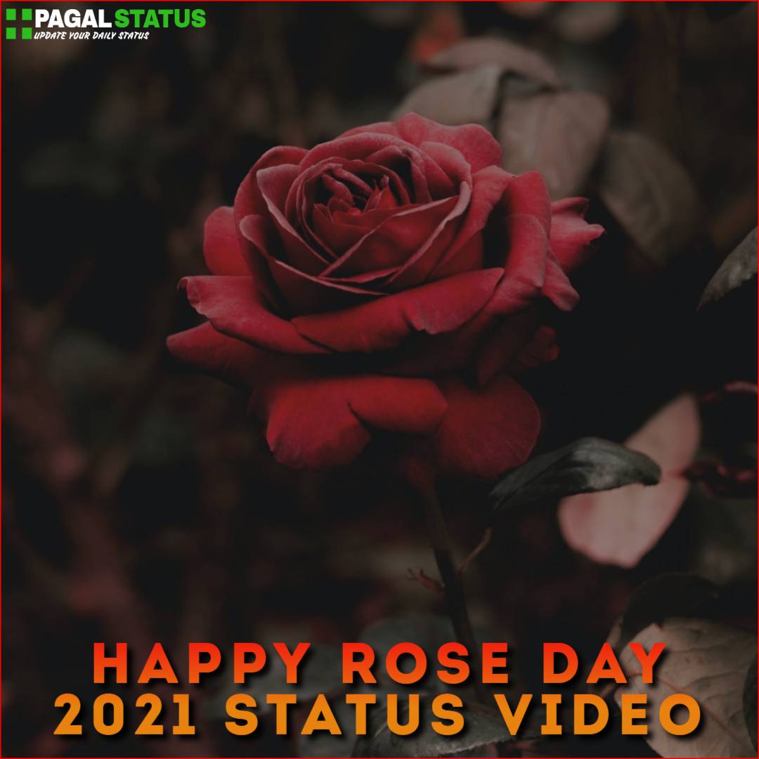 Happy Rose Day 2021 Status Video
