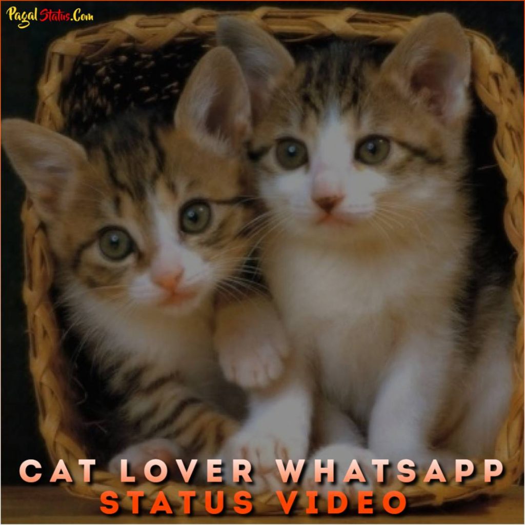 Cat Lover Whatsapp Status Video Download Full Screen Status