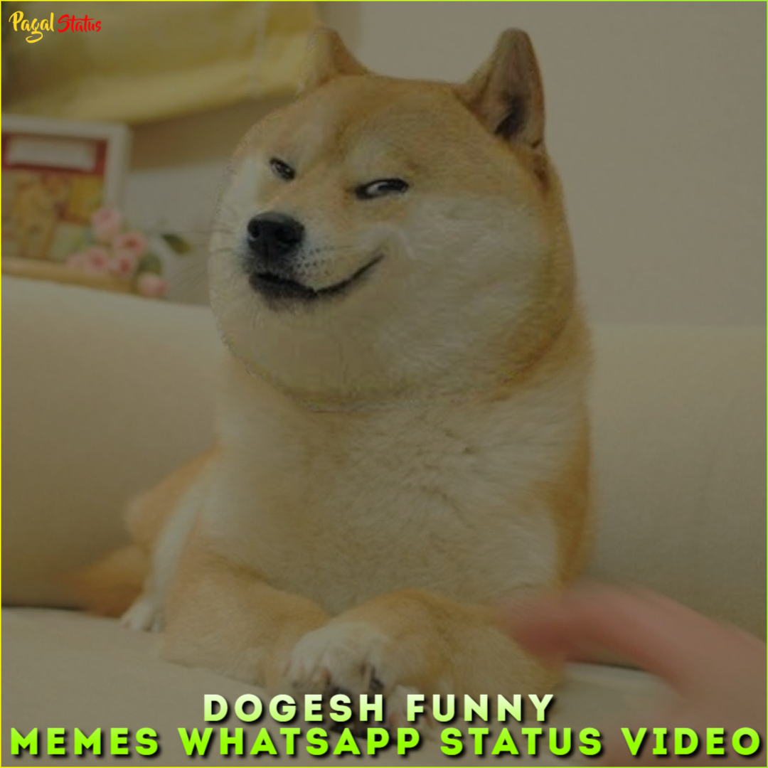 Dogesh Funny Memes Whatsapp Status Video