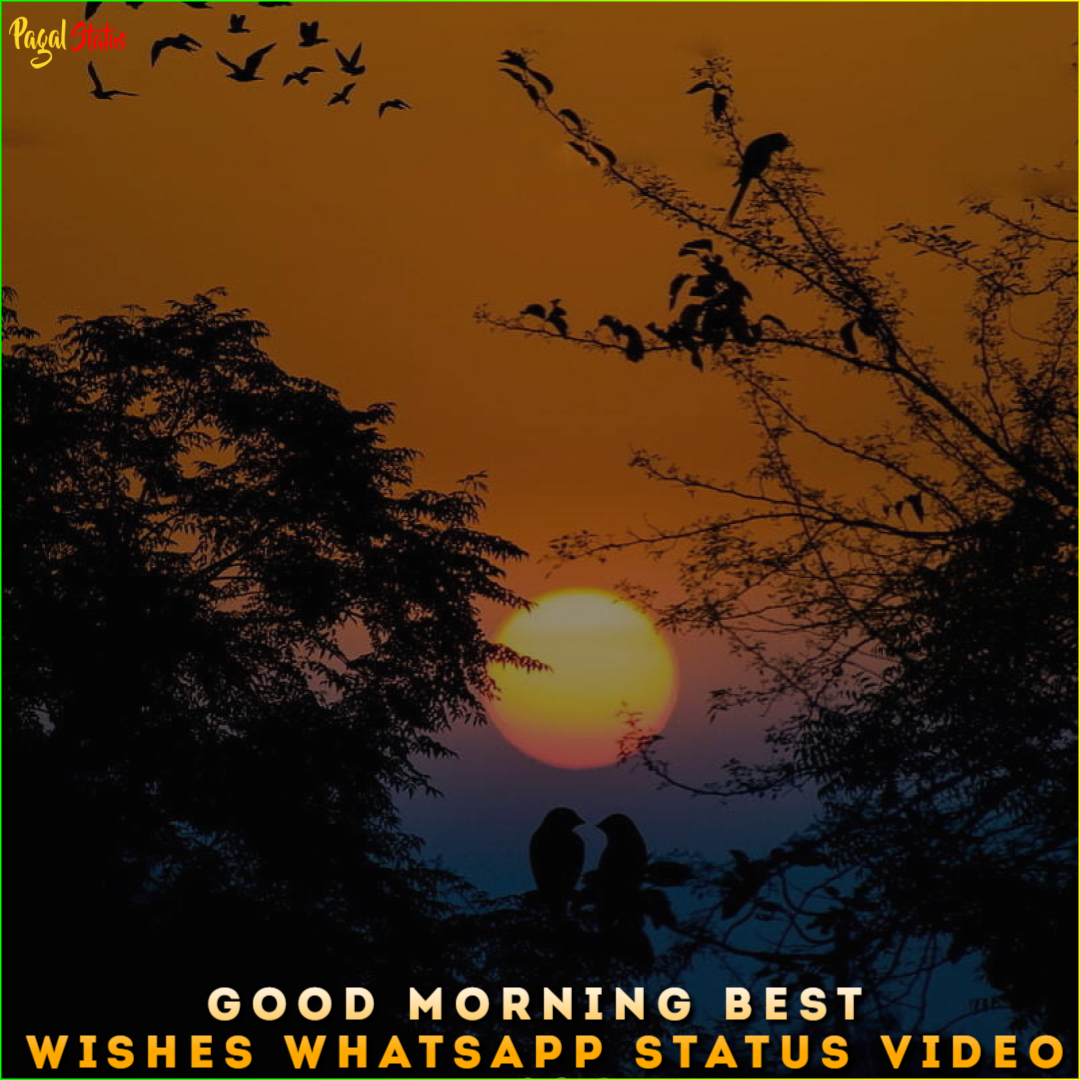 Good Morning Best Wishes Whatsapp Status Video