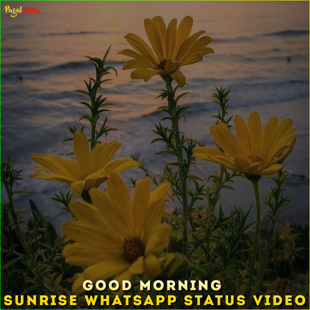 Good Morning Sunrise Whatsapp Status Video