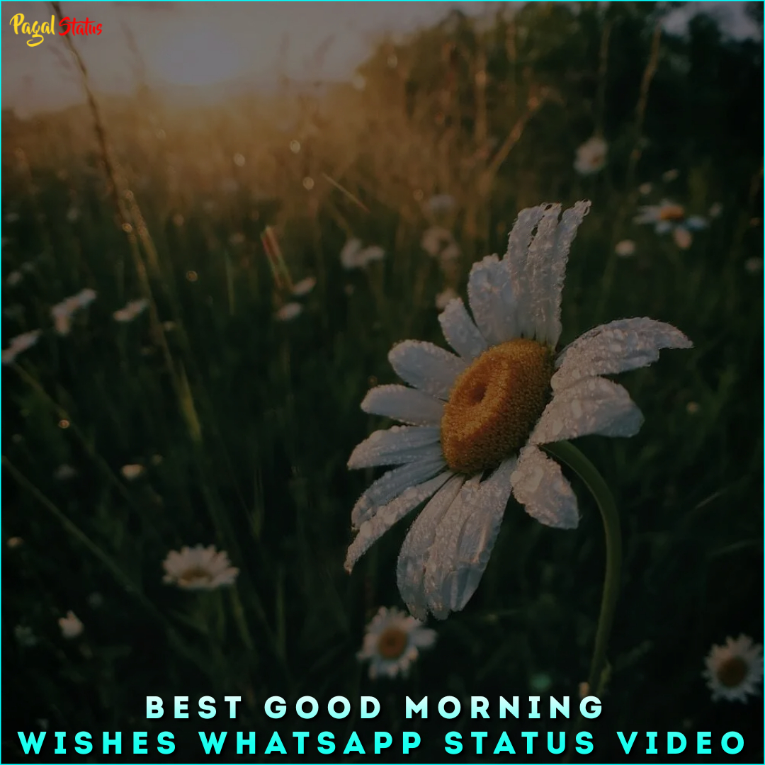 Best Good Morning Wishes Whatsapp Status Video
