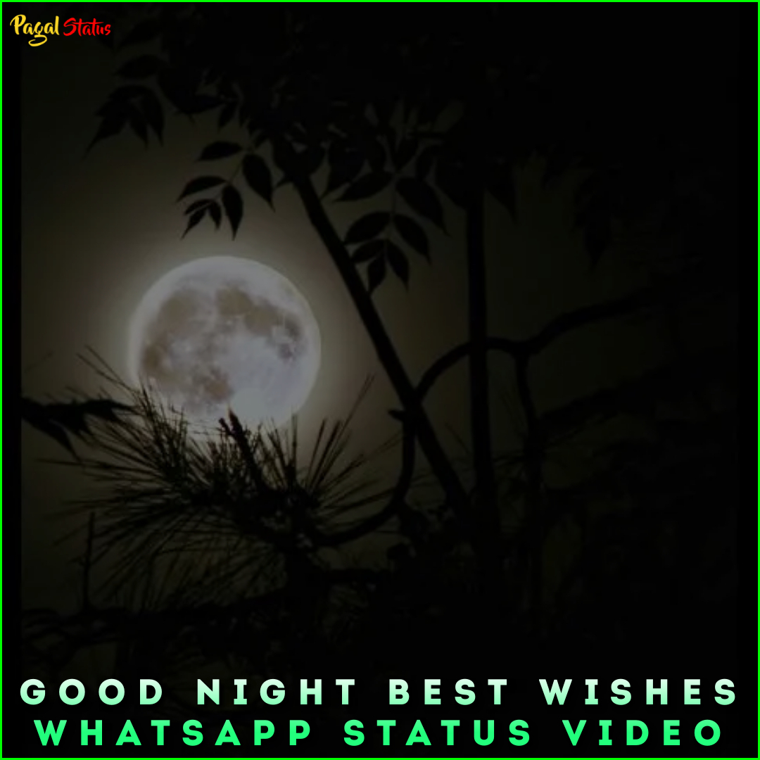 Good Night Best Wishes Whatsapp Status Video