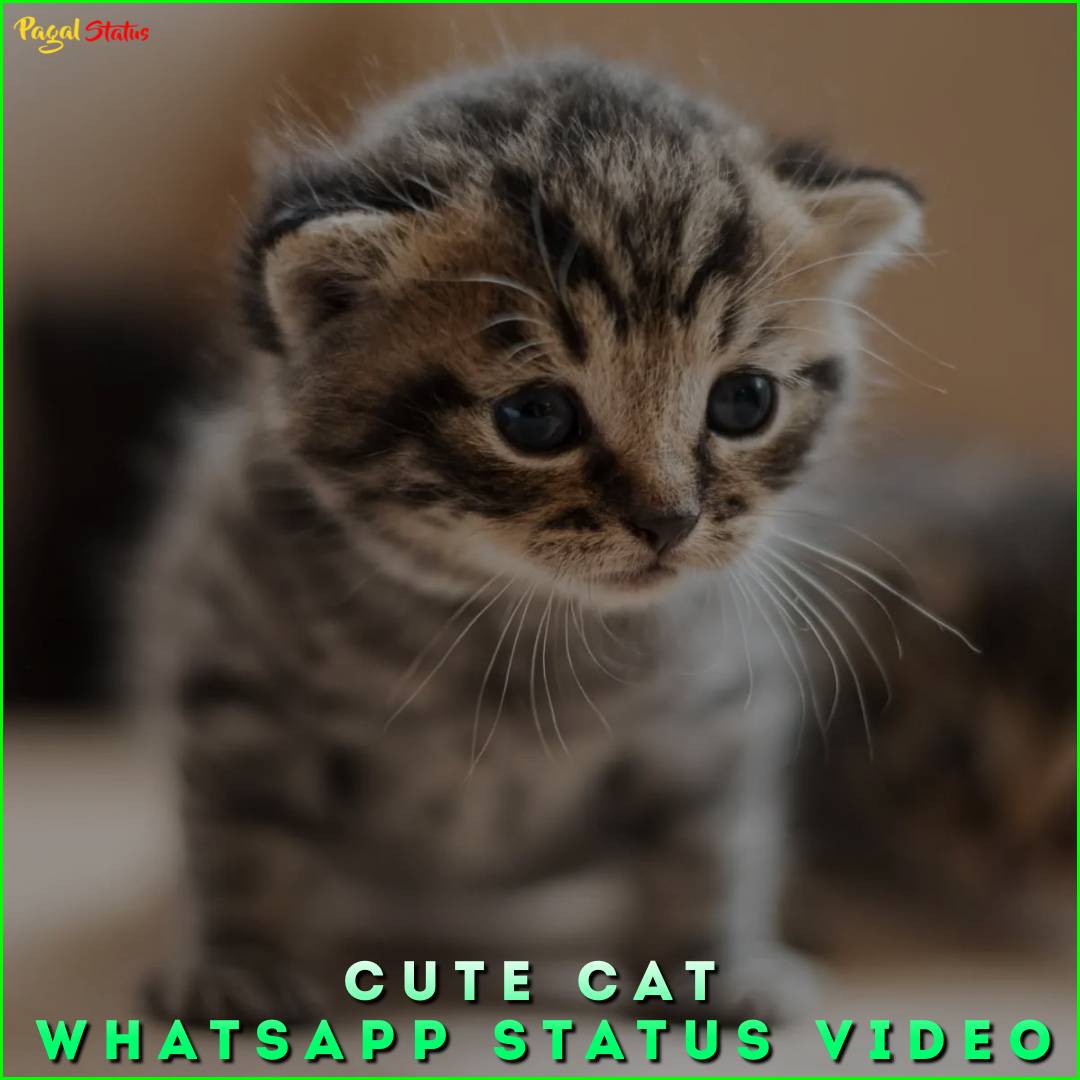 Cute Cat Whatsapp Status Video