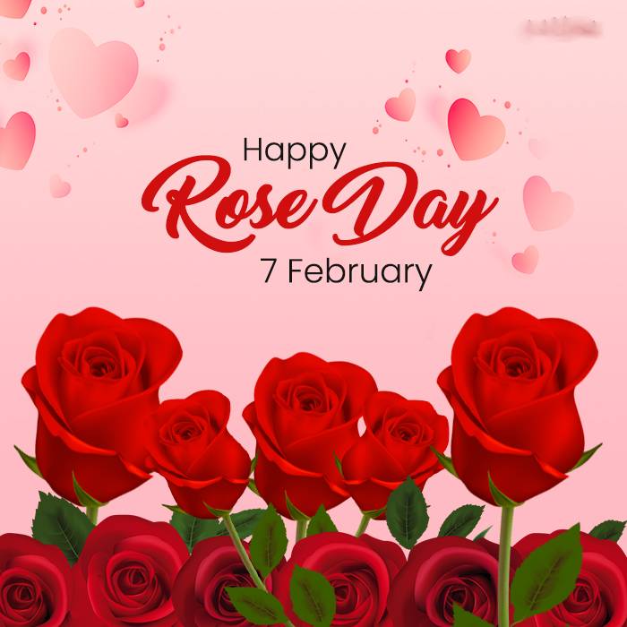 7 February Rose Day 2024 Whatsapp Status Video