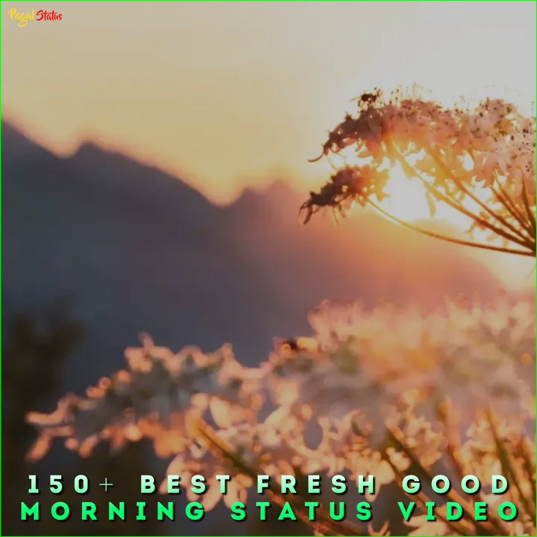 150+ Best Fresh Good Morning Status Video