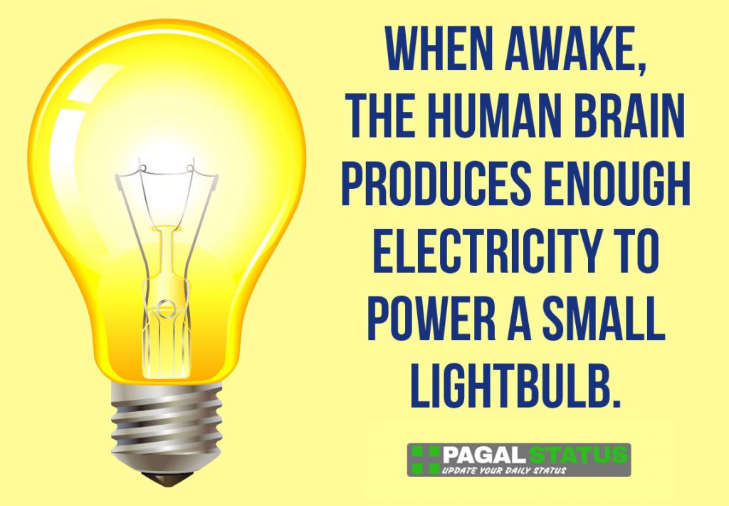 When awake the human brain produces enough electricity to power a small lightbulb,  Interesting Whatsapp Status