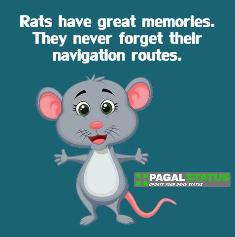 Rats have great memories, They never forget their navigation routes,  Interesting Whatsapp Status