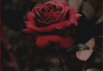 Happy Rose Day 2021 Status Video