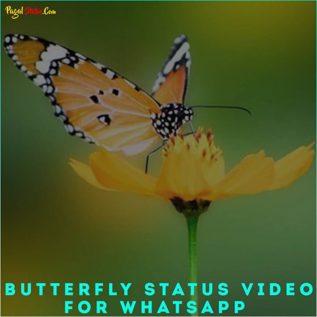 Butterfly Status Video for Whatsapp