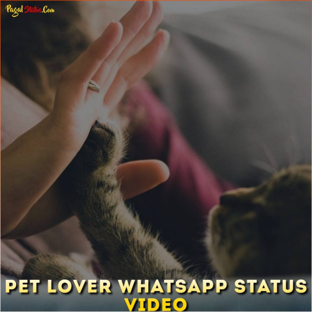 Pet Lover Whatsapp Status Video