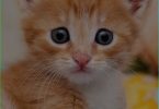 Cute Baby Cat Whatsapp Status Video