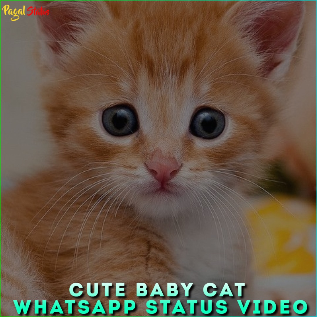 Cute Baby Cat Whatsapp Status Video